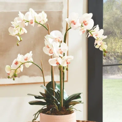Napa Home & Garden Phalaenopsis Orchid Artificial Plant Drop-in In Multi