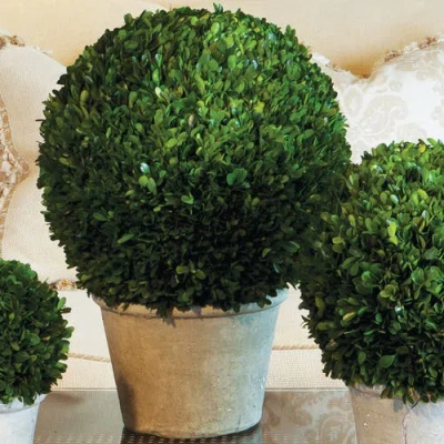 Napa Home & Garden Napa Home And Garden 12in Ball In Pot In Green