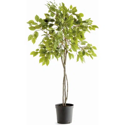 Napa Home & Garden Ficus Drop-in Artificial Tree 51" In Multi
