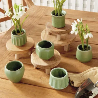 Napa Home & Garden Dezie Mini Pots Set Of 6 In Green
