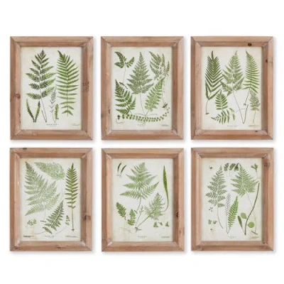 Napa Home & Garden Assorted Frond Study Petite Set Of 6 In Multi