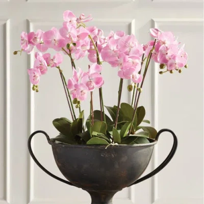 Napa Home & Garden Cc 30in Phalaenopsis Pink Drop In In Multi