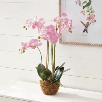 Napa Home & Garden Cc 30in Phalaenopsis Pink Drop In In Multi