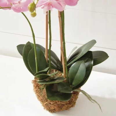 Napa Home & Garden Cc 30in Phalaenopsis Pink Drop In In Multi