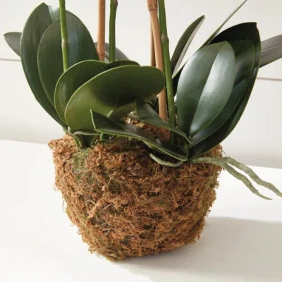 Napa Home & Garden Cc 30in Phalaenopsis Pink Drop In In Multi