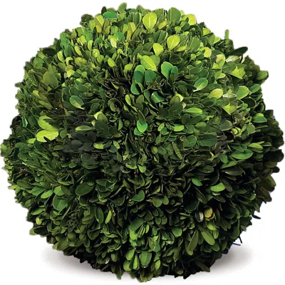 Napa Home & Garden Preserved Boxwood 8in Sphere In Multi