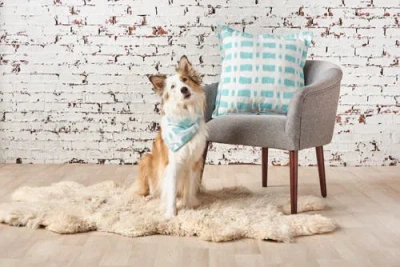 Carol & Frank Dash Pillow, 4" X " Collection In Blue