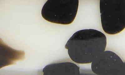 Portofino Candles Tortoise Candle In Multi