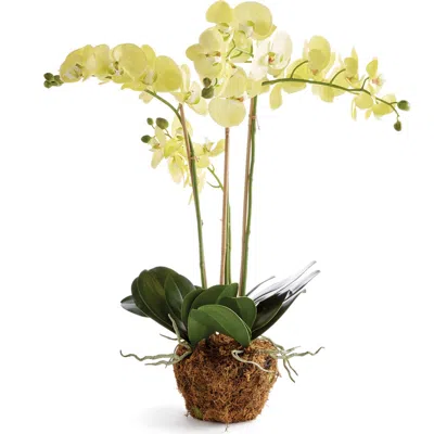 Napa Home & Garden Phalaenopsis Orchid Artificial Plant Drop-in In Multi