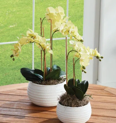 Napa Home & Garden Phalaenopsis Orchid Artificial Plant Drop-in In Multi