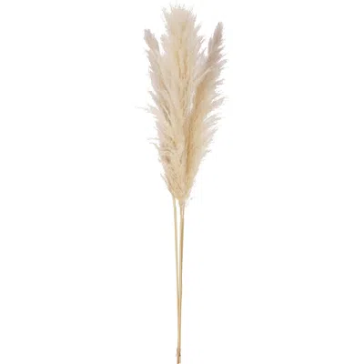 Storied Home Dried Pampas Grass Bunch, Natural In Brown