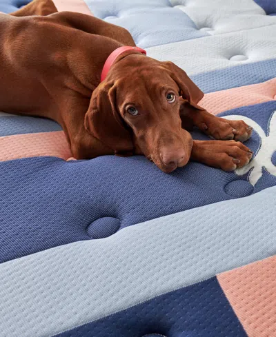 Stearns & Foster Reserve Duet 17" Firm Euro Pillowtop Innerspring Luxury- King In Transparent