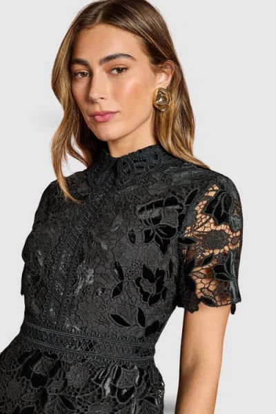Coast Velvet Lace Collared Midi Dress In Black