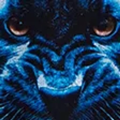 Abercrombie & Fitch Carolina Panthers Graphic Popover Hoodie