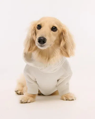 Abercrombie & Fitch Detroit Lions Pet Pupover In Neutral