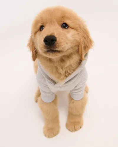 Abercrombie & Fitch Chicago Bears Pet Pupover In Brown