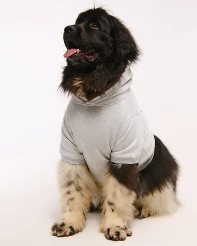 Abercrombie & Fitch Philadelphia Eagles Pet Pupover In Gray