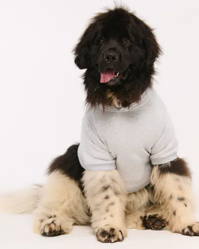 Abercrombie & Fitch Philadelphia Eagles Pet Pupover In Gray