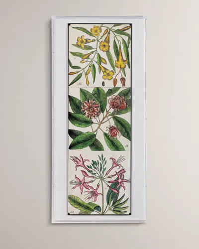 Port 68 Catesby Botanical I Giclee Print In Multi