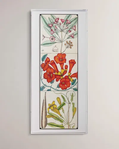 Port 68 Catesby Botanical Ii Giclee Print In Multi