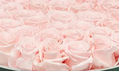 Venus Et Fleur Large Round Holiday Zodiac Pink Eternity Roses® In Multi