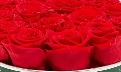 Venus Et Fleur Small Round Holiday Zodiac Red Eternity Roses® In Red