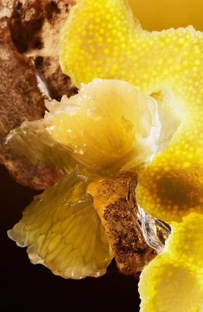 Bvlgari Le Gemme Tygar Eau De Parfum In Transparent