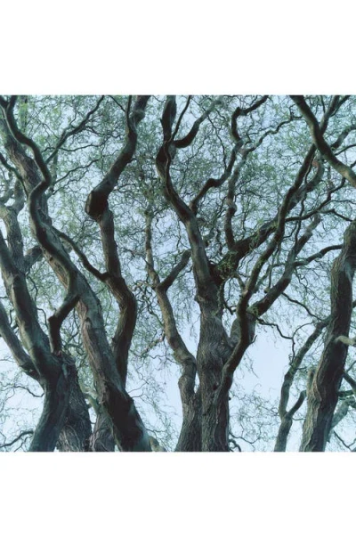 Byredo Tree House Room Spray In Multi