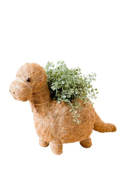 Likha Dinosaur Coco Coir Planters In Brown
