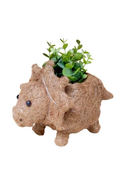 Likha Dinosaur Coco Coir Planters In Brown