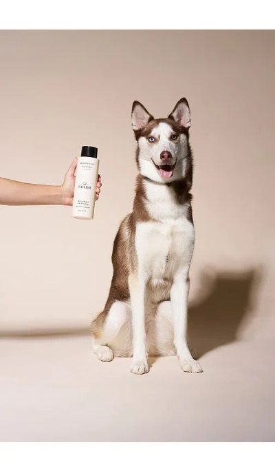 Goldie Dog Essentials Healthy Coat Shampoo