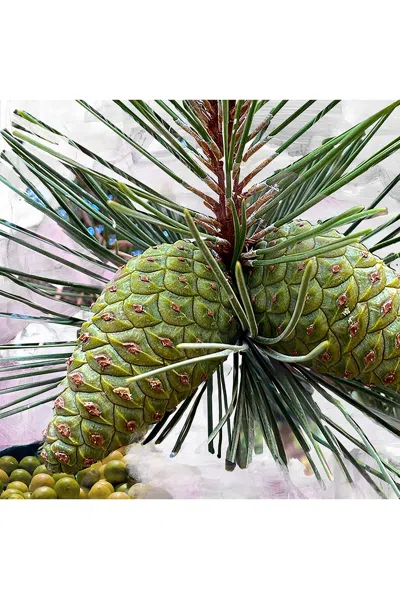 Byredo Gypsy Water Hair Perfume In Transparent