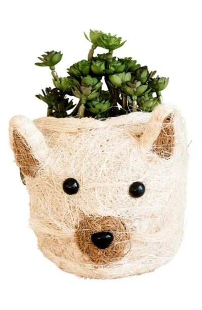 Likha Mini Cat Succulent Planter In Neutral