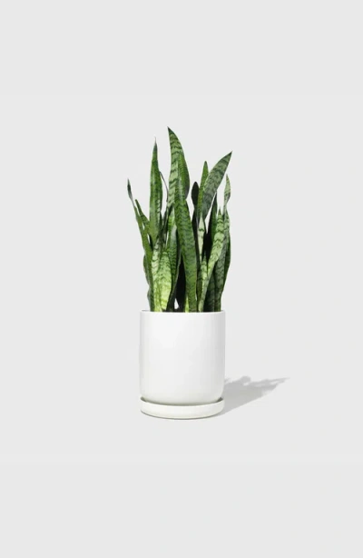 Public Goods Stoneware Planter In White