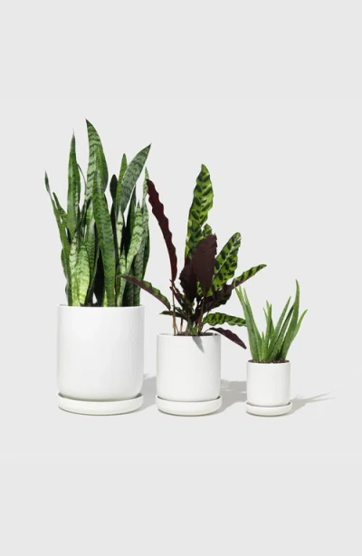 Public Goods Assorted Stoneware Planters In White