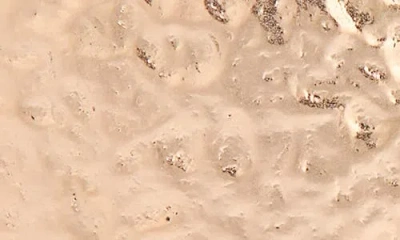 Karine Sultan Circle Statement Drop Earrings In Gold