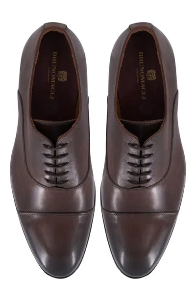 Bruno Magli Sergio Cap Toe Oxford In Brown