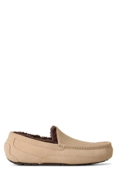 Ugg Ascot In Brown