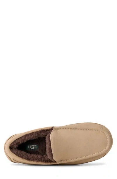 Ugg Ascot In Brown
