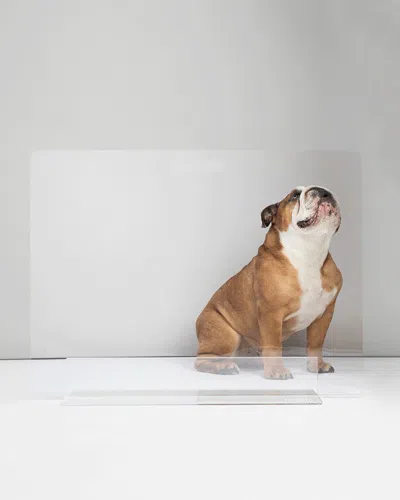 Hiddin Freestanding Low Panel Pet Gate In Transparent