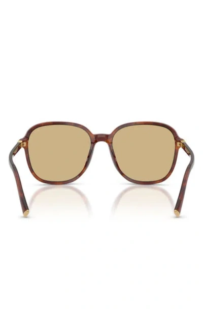 Miu Miu Womens Brown Mu B01s Square-frame Acetate Sunglasses In Brown