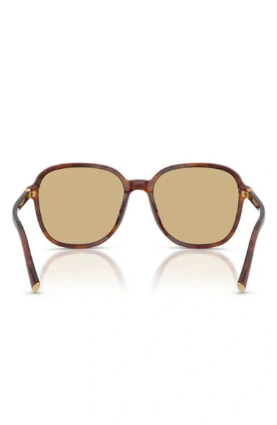 Miu Miu Womens Brown Mu B01s Square-frame Acetate Sunglasses In Brown