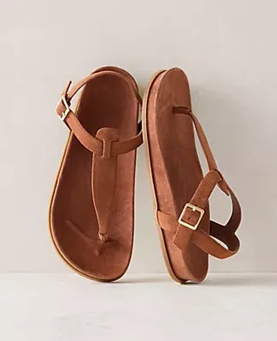 Ann Taylor Haven Well Within Suede Thong Sandals In Brown