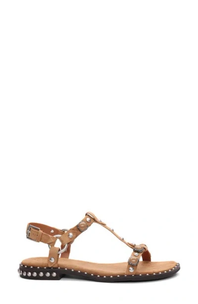 Ash Pebble Stud Embellished Ankle Strap Sandal In Brown