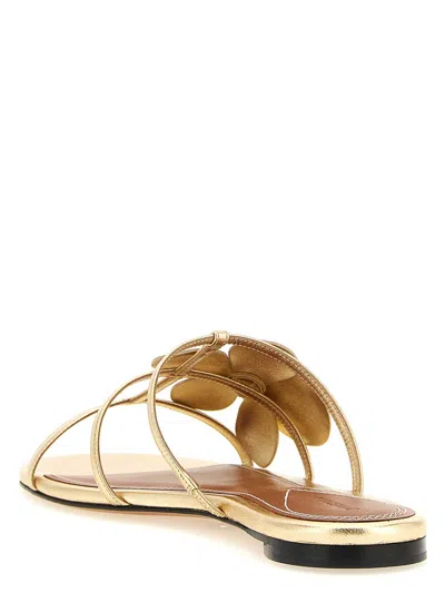 Zimmermann Orchid Flat Sandal Metallic Straps Floral In Gold