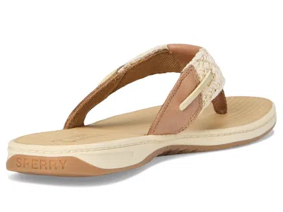 Sperry Parrotfish In Brown