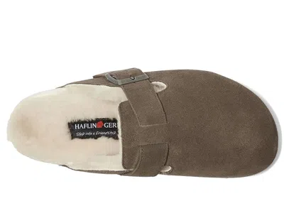 Haflinger Hawk In Brown