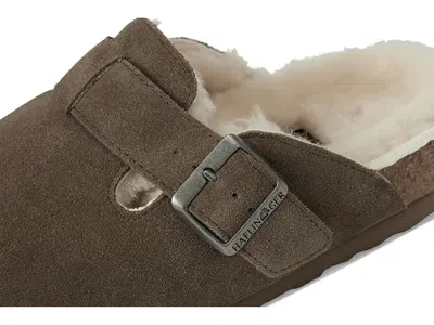 Haflinger Hawk In Brown