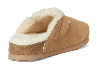 Haflinger Hawk In Brown