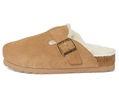 Haflinger Hawk In Brown